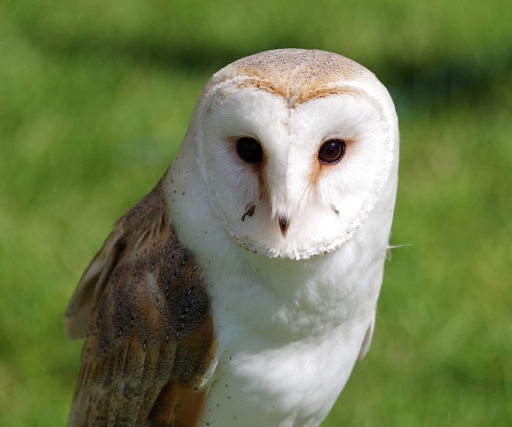 2022-05-24 Hermès
Hermès [Animaux domestiques ou captifs] 
