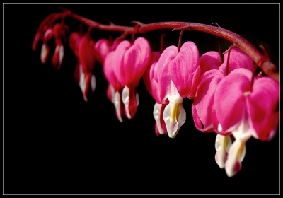 2010-04-27 / perreg
Par: perreg - [ Fleurs ]
