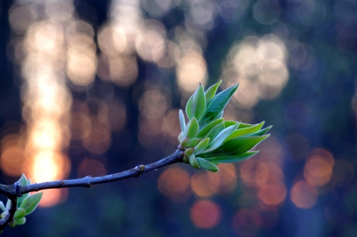 [Mars 2021] Croissance
papy57 "Croissance du soir"

