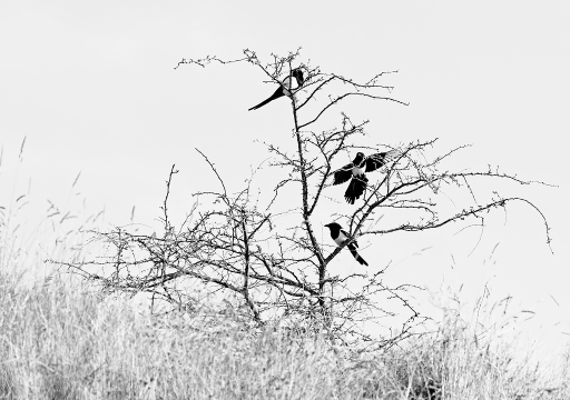 2011-02-18 / dedales
Par: dedales - [ Noir et Blanc, Sepia et desaturation partielle ]
