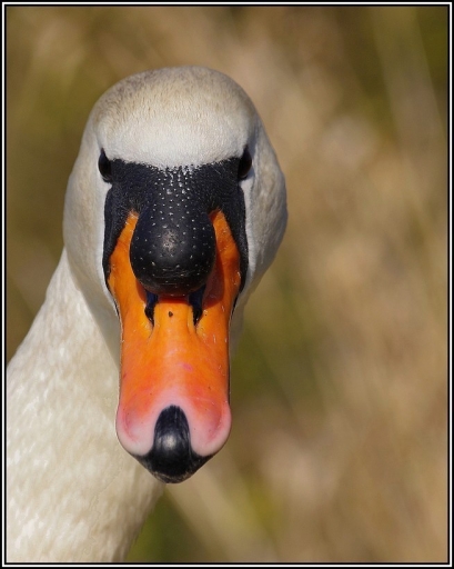 2011-03-23 / fabien80
Par: fabien80 - [Faune sauvage]
