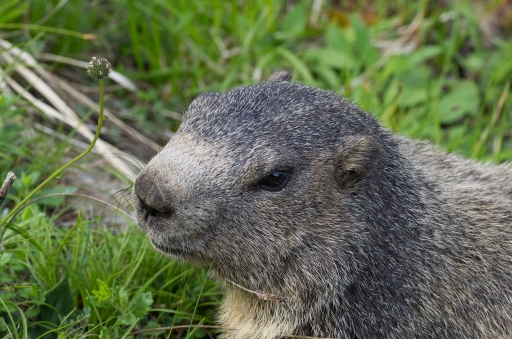 2011-06-08 / neosilencers
Par: neosilencers - [ Faune sauvage ]
