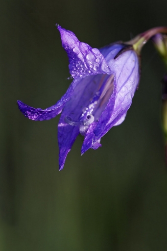 Juin 2011 - deche
Juin 2011 - deche

