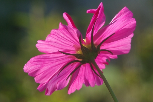 Juillet 2011 - sorcier
Juillet 2011 - sorcier
