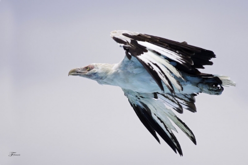 Juillet 2011 - deche
Juillet 2011 - deche
