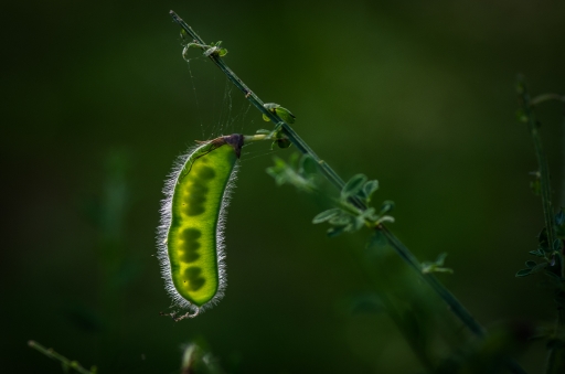 [ Avril-Mai 2015 ] Transparence
LeBernard "Cils et graines"
