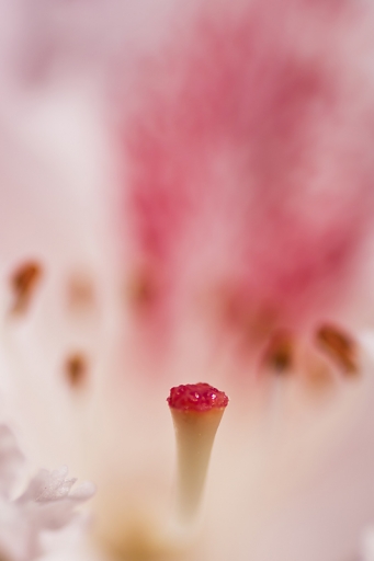 2012-05-21 / Romulus
Romulus - [ Macro et proxi-photo ]
