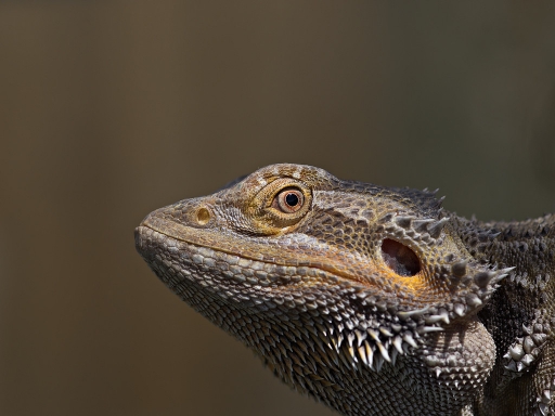 2012-08-22 / deche
deche - [ Zoo et parcs animaliers ]
