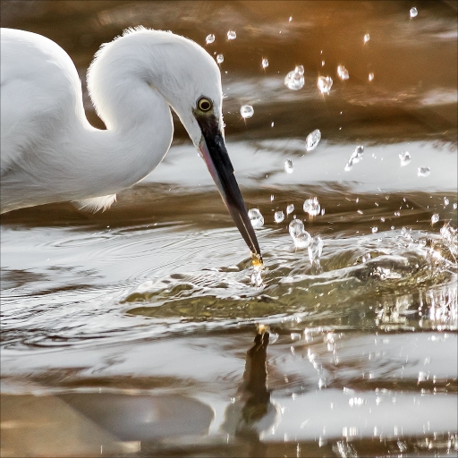 2015-10-29 / Kobaia
Kobaia [ Faune sauvage ]
