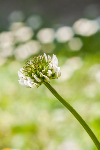 2013-06-08 / tchwouing
tchwouing   [ Fleurs ]
