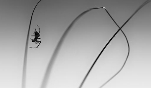 [Avril 2014] Thème : Sur un fil
Mathieu "Sur des fils..."
