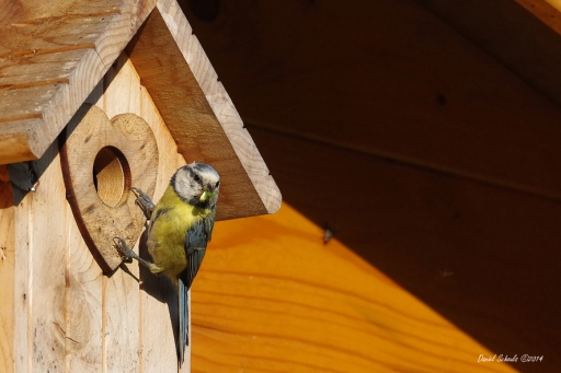 2014-06-01 / kichon78
kichon78 - [ Faune sauvage ]
