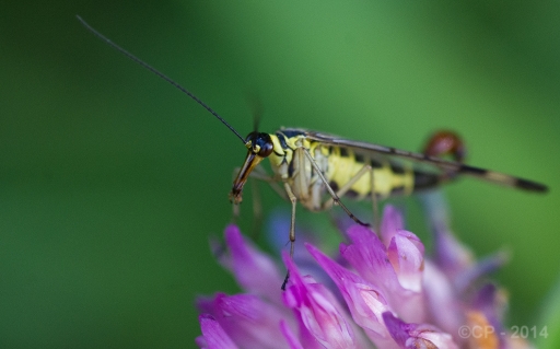 2014-07-15 / porites
porites [ Macro et proxi-photo ]
