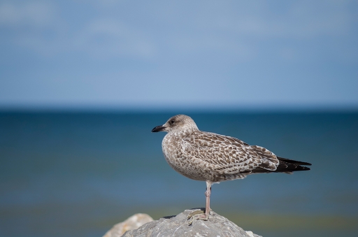 2013-09-10 / Mathieu
Mathieu [ Faune sauvage ]
