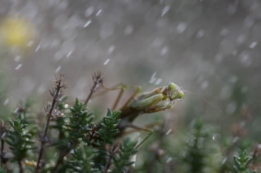 [ Septembre-octobre 2017 ] Shootons sous la pluie
novice du 11 "Mante a l'eau"
