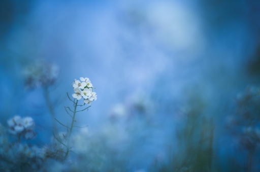 2017-03-06 / olilignan
olilignan "Un avant-gout du Printemps"
