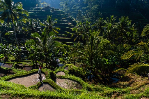 2017-04-02 / chrisfer
chrisfer "Bali"
