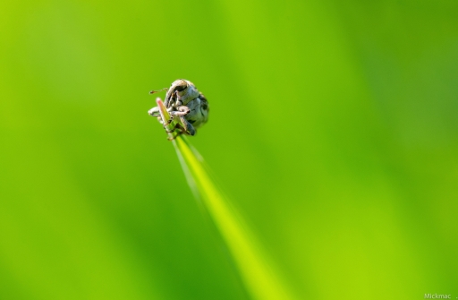 2017-04-16 / Mickmac
Mickmac [ Macro et proxiphotographie nature ]
