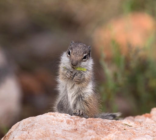 2017-05-01 / olilignan
olilignan 'Maroc 2017 "La famille Anzid"'
