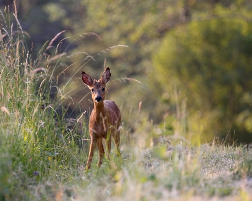2017-06-26 / Gédéon
Gedeon [ Faune sauvage ]
