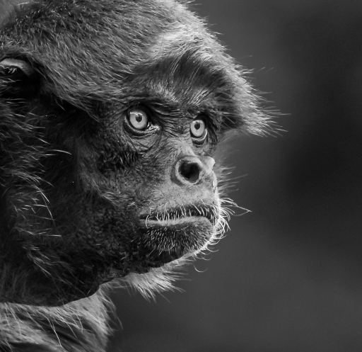 2017-11-26 / step55
step55 [Animaux domestiques ou captifs]
