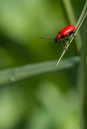 2015-04-21 / TOFTOF
TOFTOF [ Macro et Proxi-photo] 
