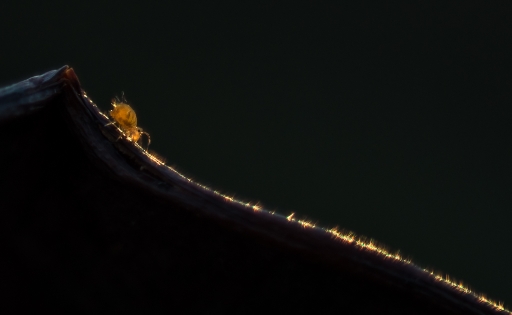 2018-01-21 olilignan
olilignan "Un monde fantastique 3"
