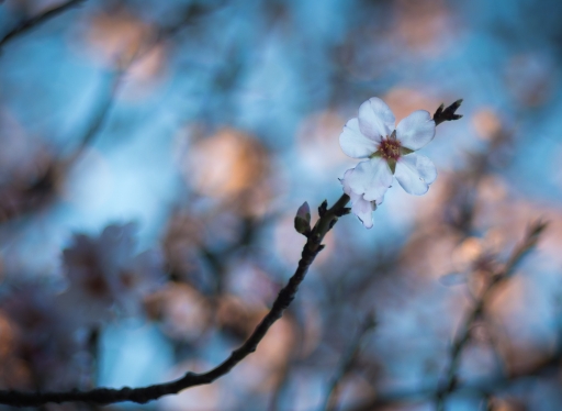 2018-01-29 olilignan
olilignan [Flore et Botanique] 
