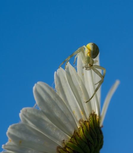 2018-05-14 neosilencers
neosilencers [Macro et proxiphotographie nature]
