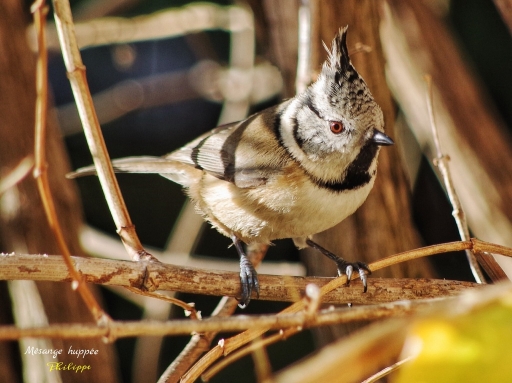 2018-05-28 Ph07
Ph07 [Faune sauvage]
