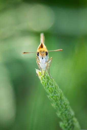 2018-06-04 ASM
ASM "Sortie macro et proxi 2018"
