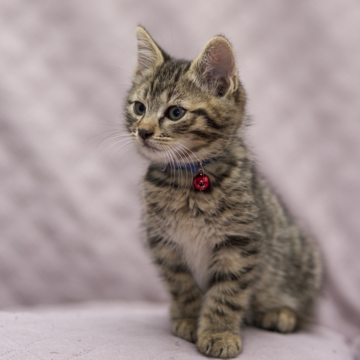 2018-12-03 deche
deche [Animaux domestiques ou captifs]
