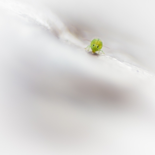 2018-12-31 olilignan
olilignan "Decor de Noel pour les Collemboles"
