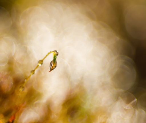 2019-02-28 olilignan
olilignan [Macro et proxiphotographie nature]
