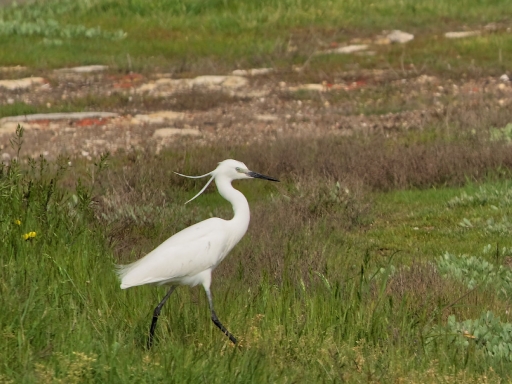 2019-04-29 Dan2
Dan2 [Faune sauvage] 
