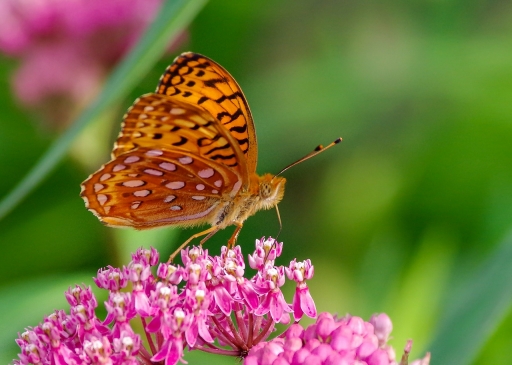 2019-07-15 Charrac
Charrac [Macro et proxiphotographie nature]
