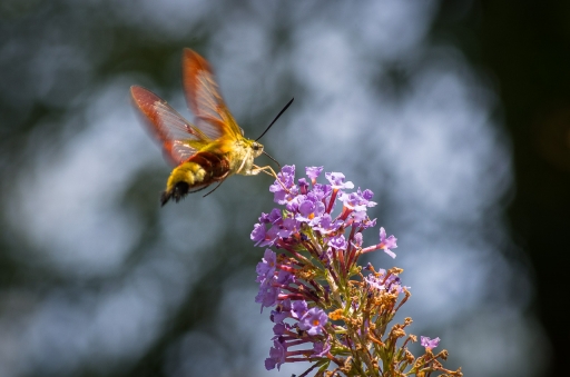 2019-07-28 LeBernard
LeBernard [Macro et proxiphotographie nature]
