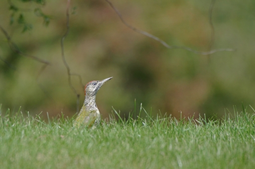 2019-10-05 charlysouho
charlysouho [Faune sauvage]
