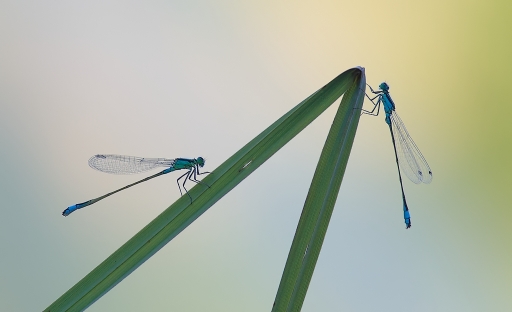 2012-10-09 / dedales
Par : dedales - [ Macro et proxi-photo ]
