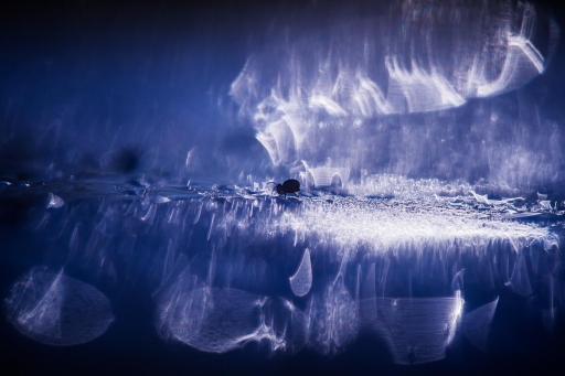 2019-12-16 olilignan
olilignan [Macro et proxiphotographie nature] 
