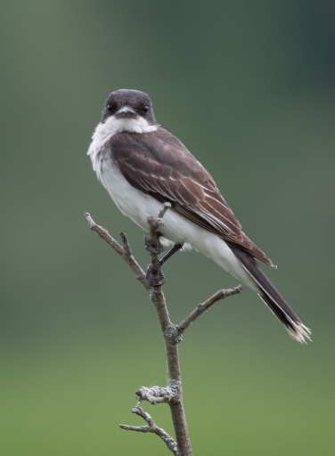 2020-07-27 Charrac
Charrac [Faune sauvage] 
