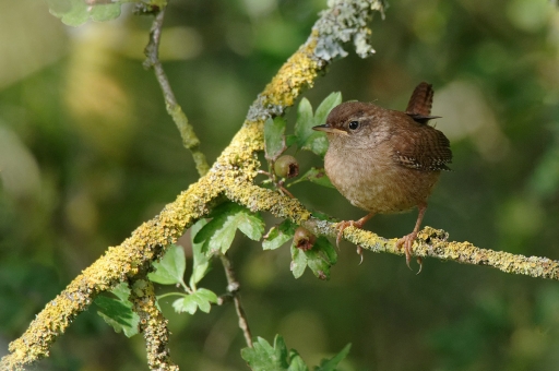 2020-08-24 charlysouho
charlysouho [Faune sauvage]
