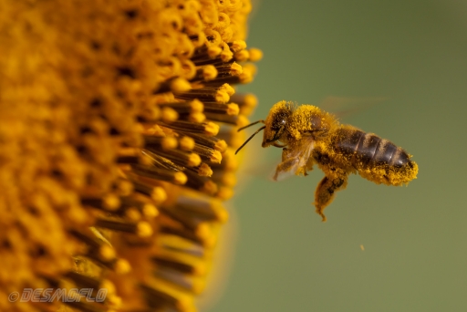 Février 2011 - desmoflo
Fevrier 2011 - desmoflo
