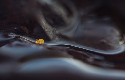 2020-12-06 olilignan
olilignan - Les cocos sont de retour
