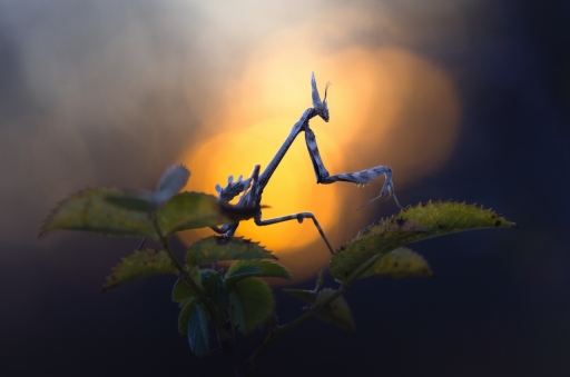 2021-01-11 - donlope01
donlope01 [Macro et proxiphotographie nature] 
