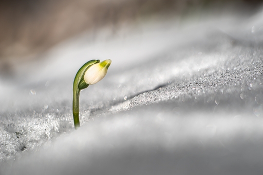 2021-02-15 Opus21
Opus21 [Flore et Botanique]
