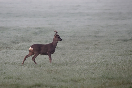 2021-03-15 charlysouho
charlysouho [Faune sauvage]
