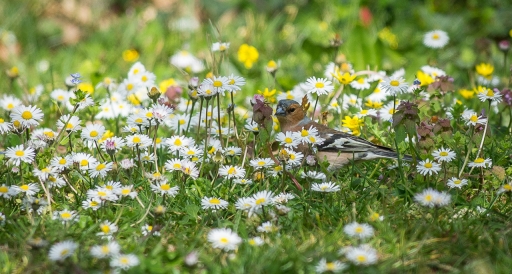 2021-04-13 LeBernard
LeBernard [Faune sauvage]
