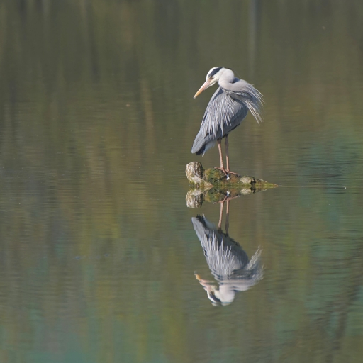 2021-04-27 charlysouho
charlysouho [Faune sauvage] 
