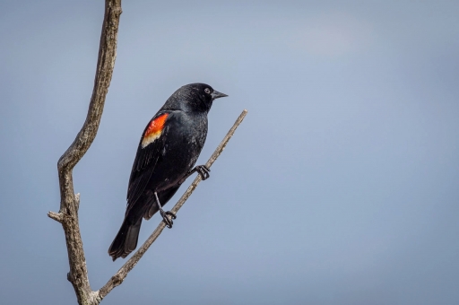 2021-05-18 Charrac
Charrac [Faune sauvage]
